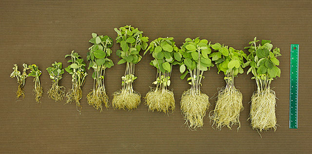 Différence de sensibilité à la pourriture phytophthoréenne